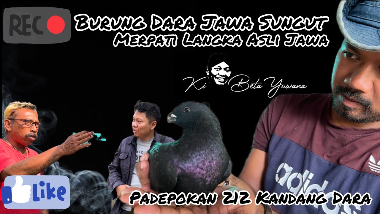 Burung Dara Jawa Sungut || Merpati Langka || Padepokan 212 @WantoGoweng212