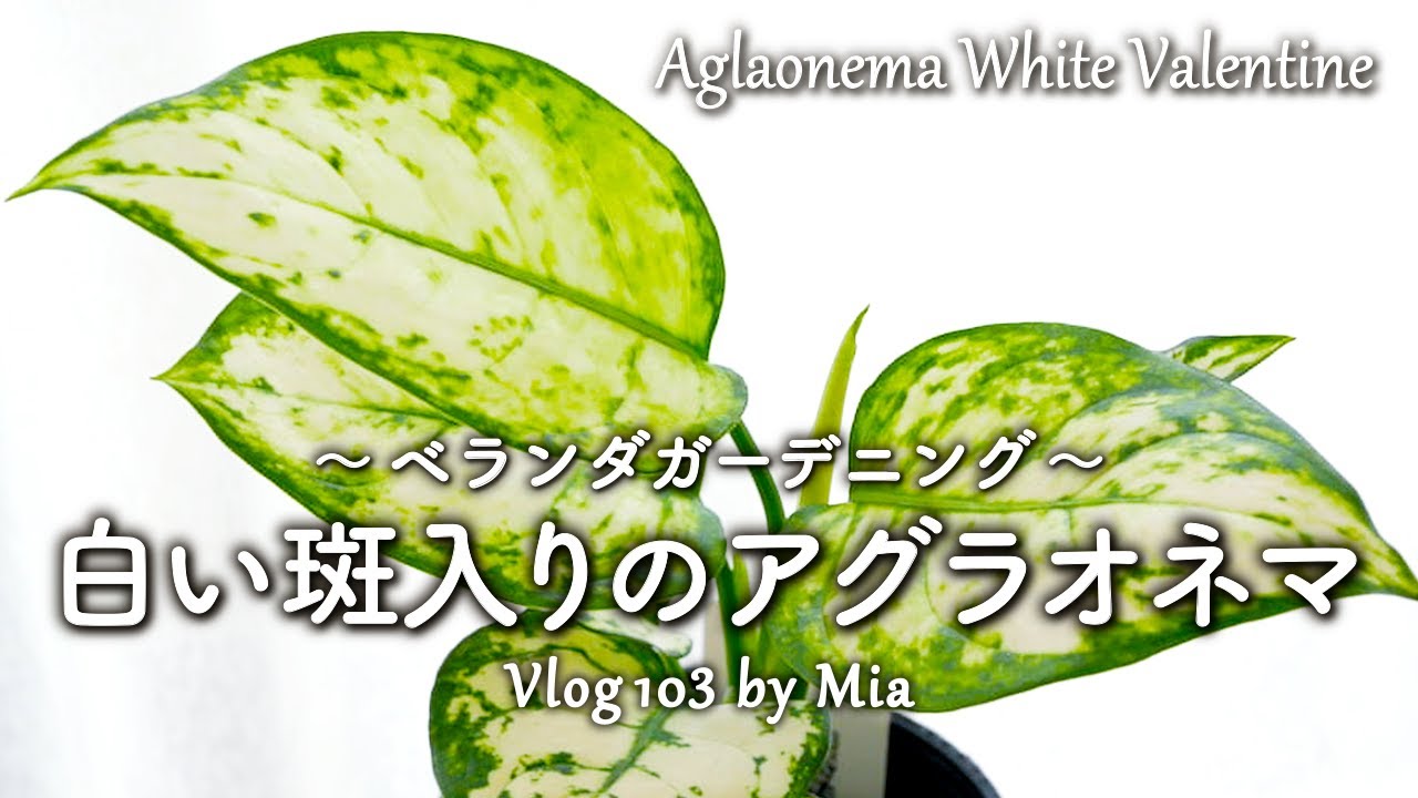 Welcoming a White Aglaonema — The Stunning 'White Valentine
