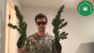 Affordable Grow Box for Beginners | Cannabis Grow Starter Kits by GreenBox Grown