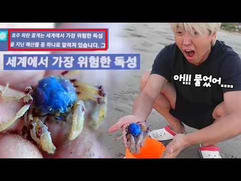 갯벌 갔다가 <strong>독</strong> 있는 파란 꽃게 한테 물렸어요ㅠㅠ 세계에서 <strong>가장</strong> 위험한 독성이라고? 어떡해!! 흔한 가족 일상 호주 해외 여행 브이로그 | 말이야와친구들