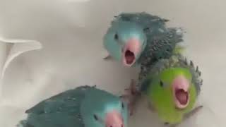 | 9GAG | That friend who keeps nagging you when you open a snack box