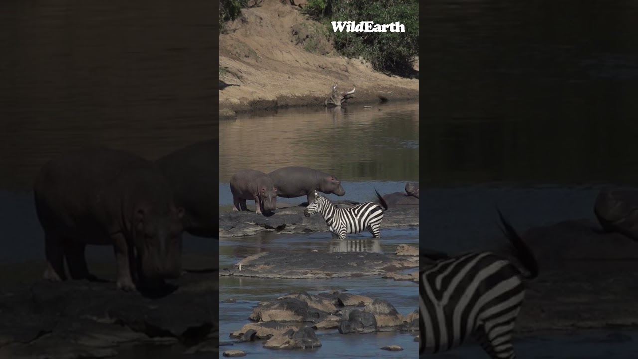 Anxious zebra makes a U-turn. Was this the best choice? #wildearth #mara #zebra #choice