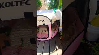 24.05.24 Adler Village Chereshnya. The Heat Came 27 But The Feeling Was 40