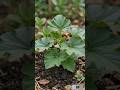 From Seed to Harvest:The Magical Journey of a Pumpkin!🎃🌱#shorts#seedtoharvest#pumpkin#usa#gardening