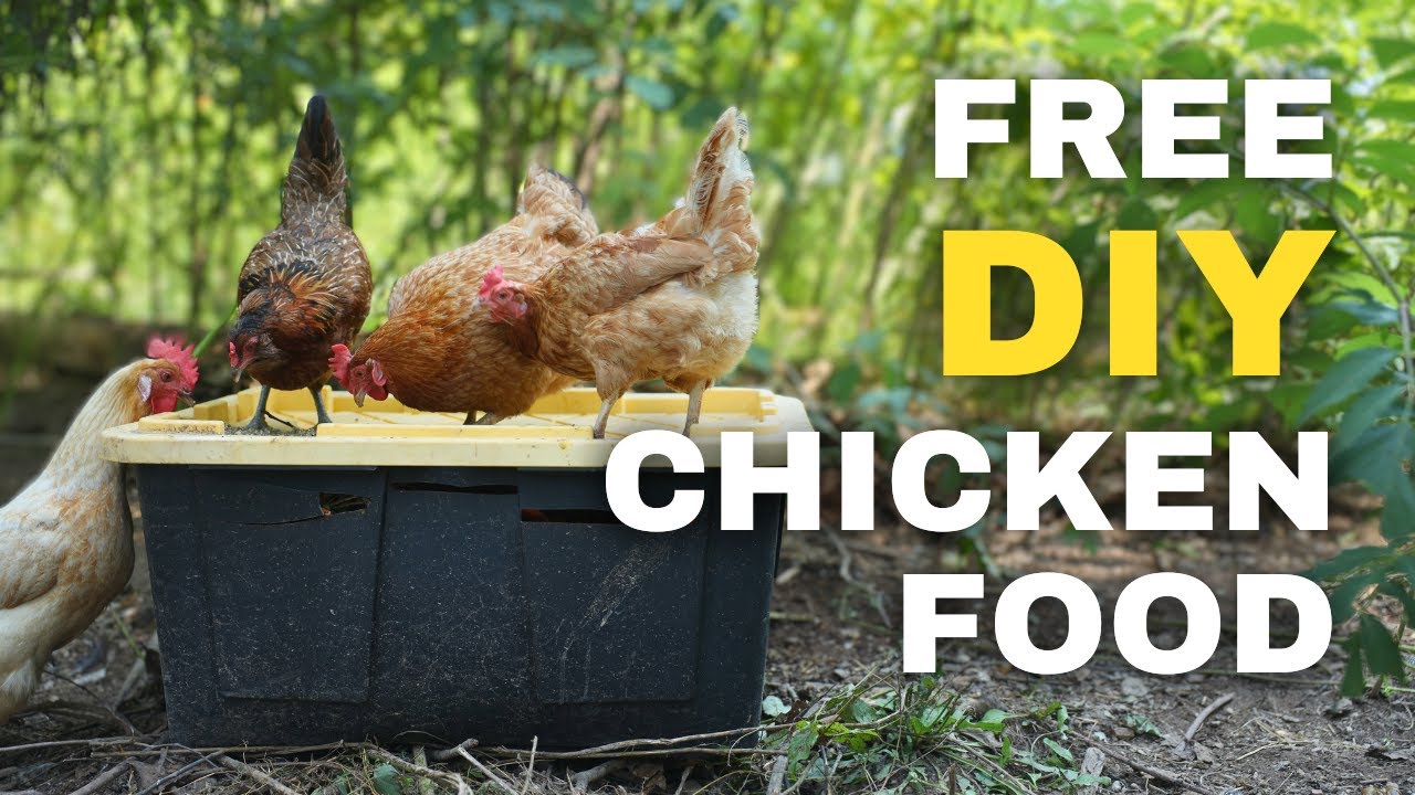 Easiest Black Soldier Fly Bin for FREE Chicken Food YouTube