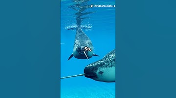 What Makes The NARWHAL