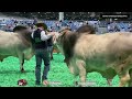 International Brahman Bulls Show - HLSR - Part 2