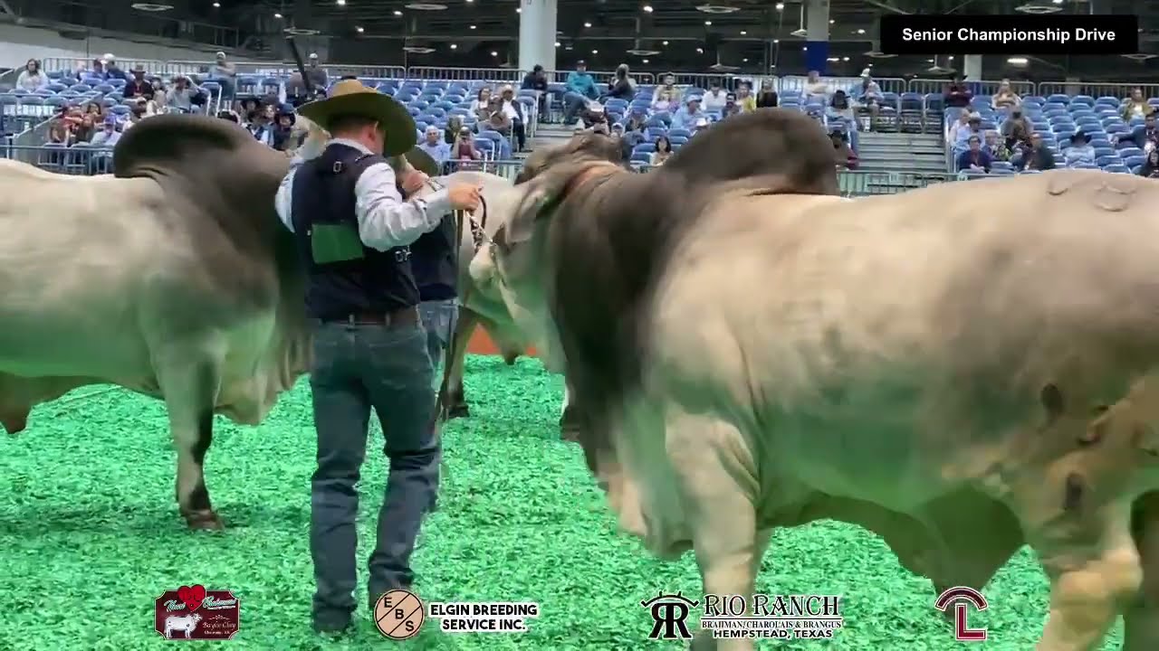 International Brahman Bulls Show - HLSR - Part 2