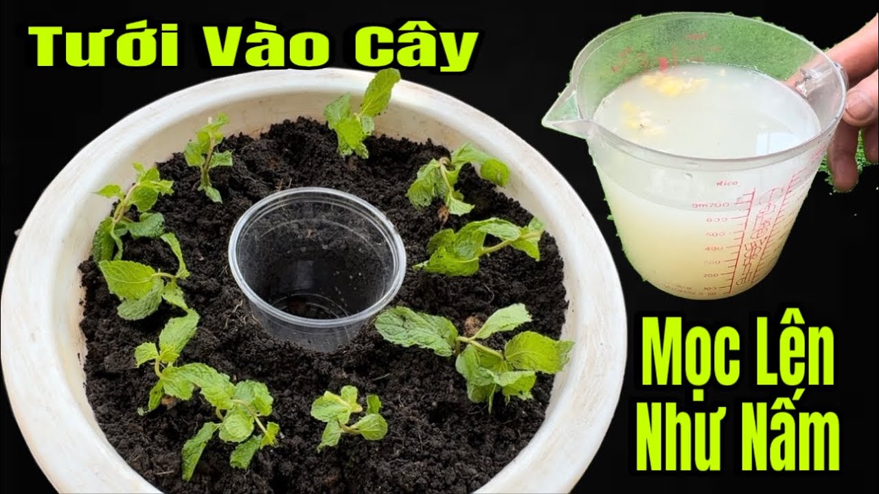 Nó Sẽ Là vitamin Cho Cây Trồng / Bạn Không Tốn Một Xu Nào Đi Chợ Nữa