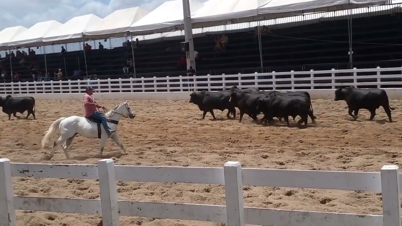 Boiada preta solta na pista parque de vaquejada Fernando Lucena PÉ 