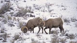 Bighorn sheep rams digging in the snow as they graze for food SBV 347795296 4K screenshot 1