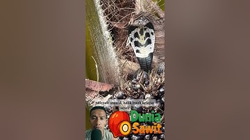 Ngeri ularnya 🐍 #kelapasawit #ular #predator #buahsawit