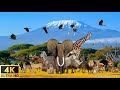 4K Wildlife/4K TV: Amazing Collection of African wildlife - Relaxing Music With Wildlife Videos