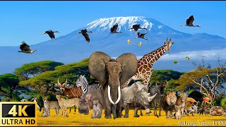 4K Wildlife/4K TV: Amazing Collection of African wildlife - Relaxing Music With Wildlife Videos