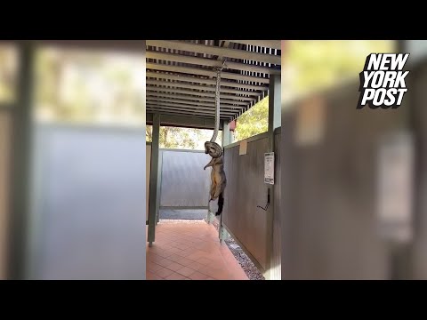Wild video shows python hanging from rafters pulling possum up by its neck