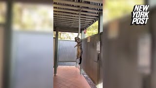 Celebrity Wild video shows python hanging from rafters pulling possum up by its neck Wealth
