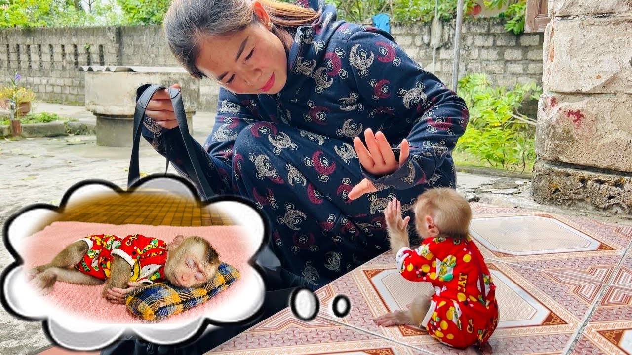 Baby monkey Tina dreams that her mother left and wakes up to look for her.