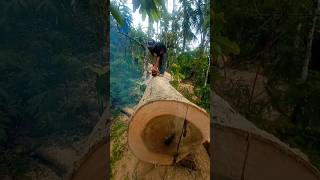 skil jenius belah kayu keras pake sensow mini chainsaw viralshort skiltukangkayu hermanchannel