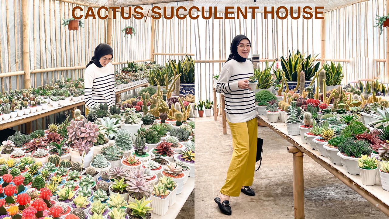 Jalan-Jalan ke Rumah Kaktus & Sukulen