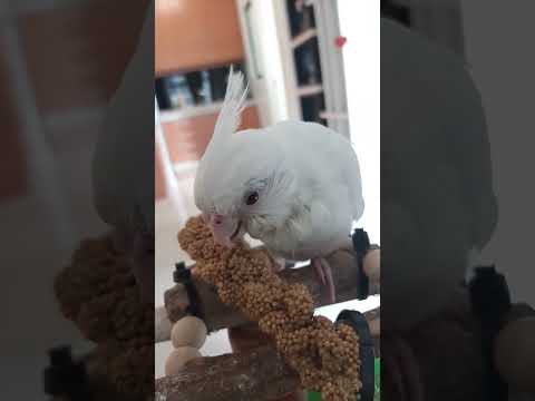 white angel 😇 #shorts #cockatiel