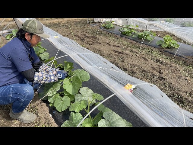 Pumpkin cultivation (top pinching of main vines, two-vine training
