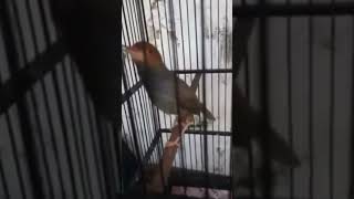 Burung Prenjak Klawu Gacor Narungshort