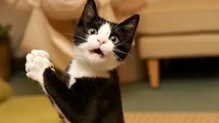 funniest cat's video 😂😂 new funny video part 69🤣🤣😂..@Laughing_pawas