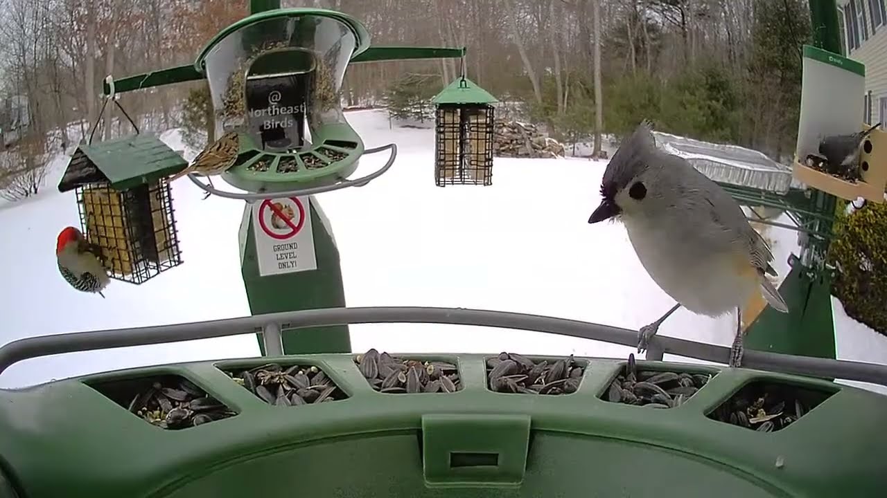 Super Triple Feeder in New England! Real birds, no AI! Woodpeckers, Cardinals, American Goldfinch!