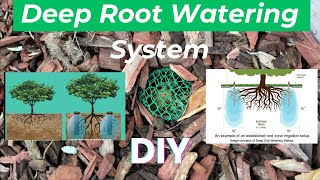 DIY Deep Root Watering System (orange tree) How To