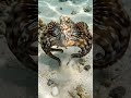 This Octopus Becomes 15 Different Animals. While You Watch