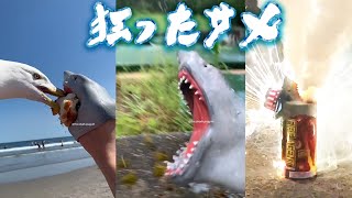 【TikTokで話題】狂気的なサメの動画【日本語字幕付き】 screenshot 5