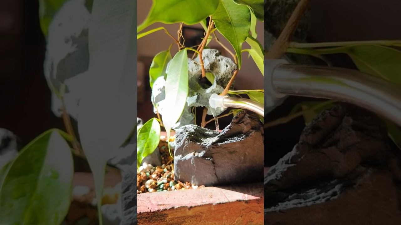 Полив новой композиции · Бонсай «Сад камней»