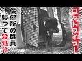 保健所の職員を襲い殺処分決定！ロットワイラー迎え入れました