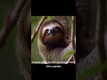 3 Animal Facts That Sound Fake But Are 100% Real! 🦦🦥🦭#AnimalFacts#WildlifeFacts #DidYouKnow#Shorts