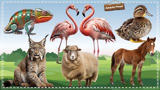 Funny and Adorable Animals Videos: Iguana, Flamingo, Duck, Lynx, Sheep, Horse