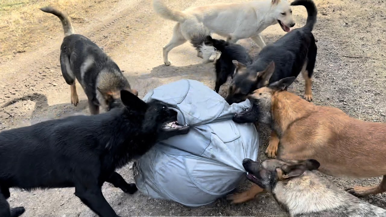 Collie Ball Vs. A Dozen Drivey Dogs