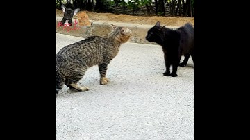 Thumbnail of Cat Fight Noises | Cat Fight | Cat sound | Cat Fighting Voice | Cats Fight video #cats #cat #animal