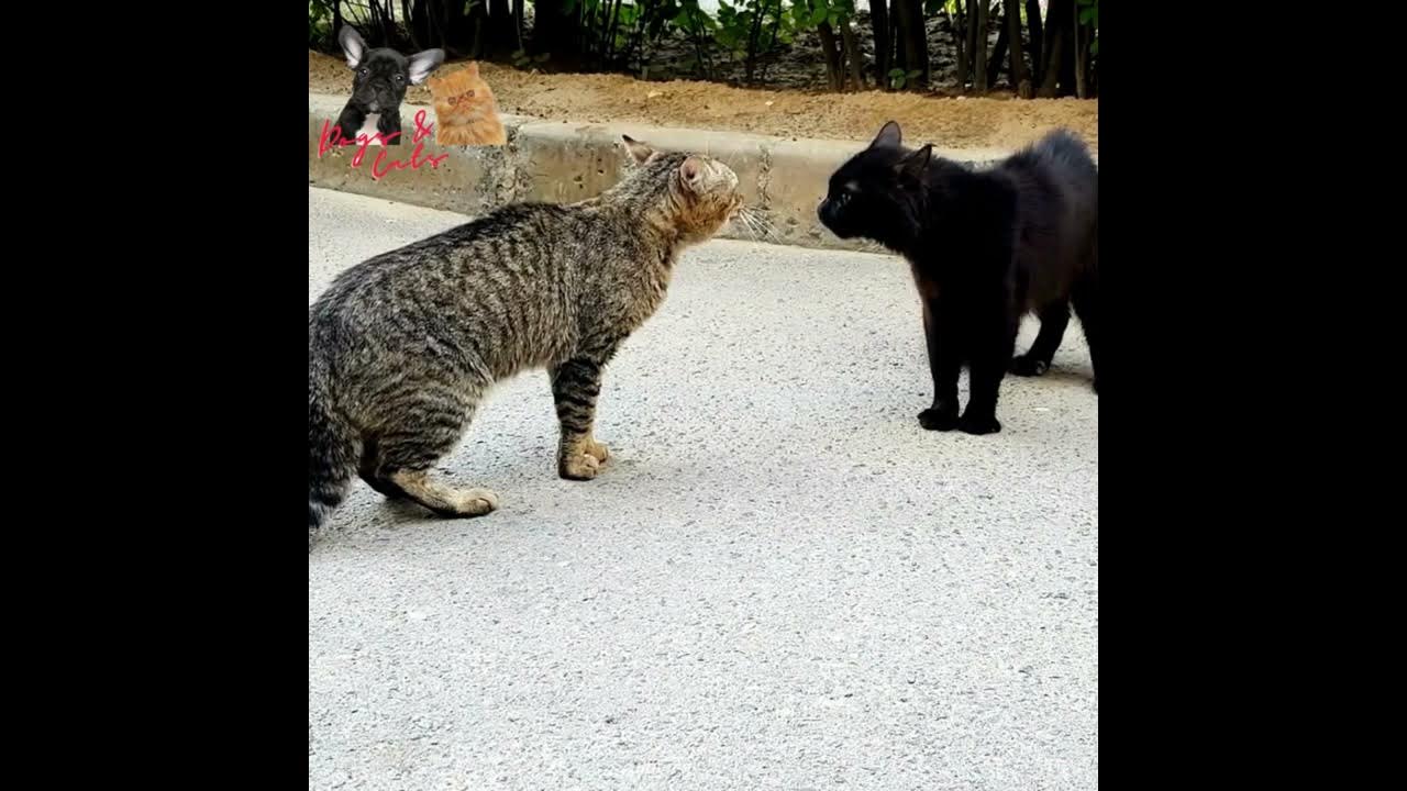 Cat Fight Noises | Cat Fight | Cat sound | Cat Fighting Voice | Cats Fight video #cats #cat #animal