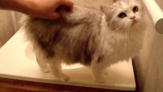 Bathtime With Baby Girl Bathing A Cat
