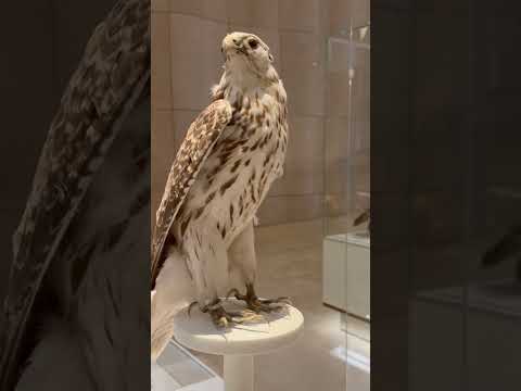 Stuffed Eagle at Etihad Museum Dubai