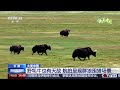 跟随记者镜头，感受新疆阿尔金山的生态之美；红外相机拍到多种野生动物，雪豹最亮眼 | LIVE NOW《新闻直播间》