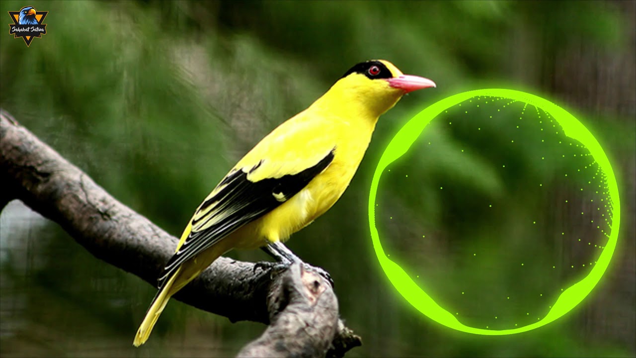 WOW AMPUH MASTERAN KICAU KEPODANG MANTAP FULL ISIAN - YouTube