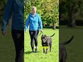 Why the Cane Corso Is Feared and Respected. #CaneCorso #GuardDog #DogLovers #shorts