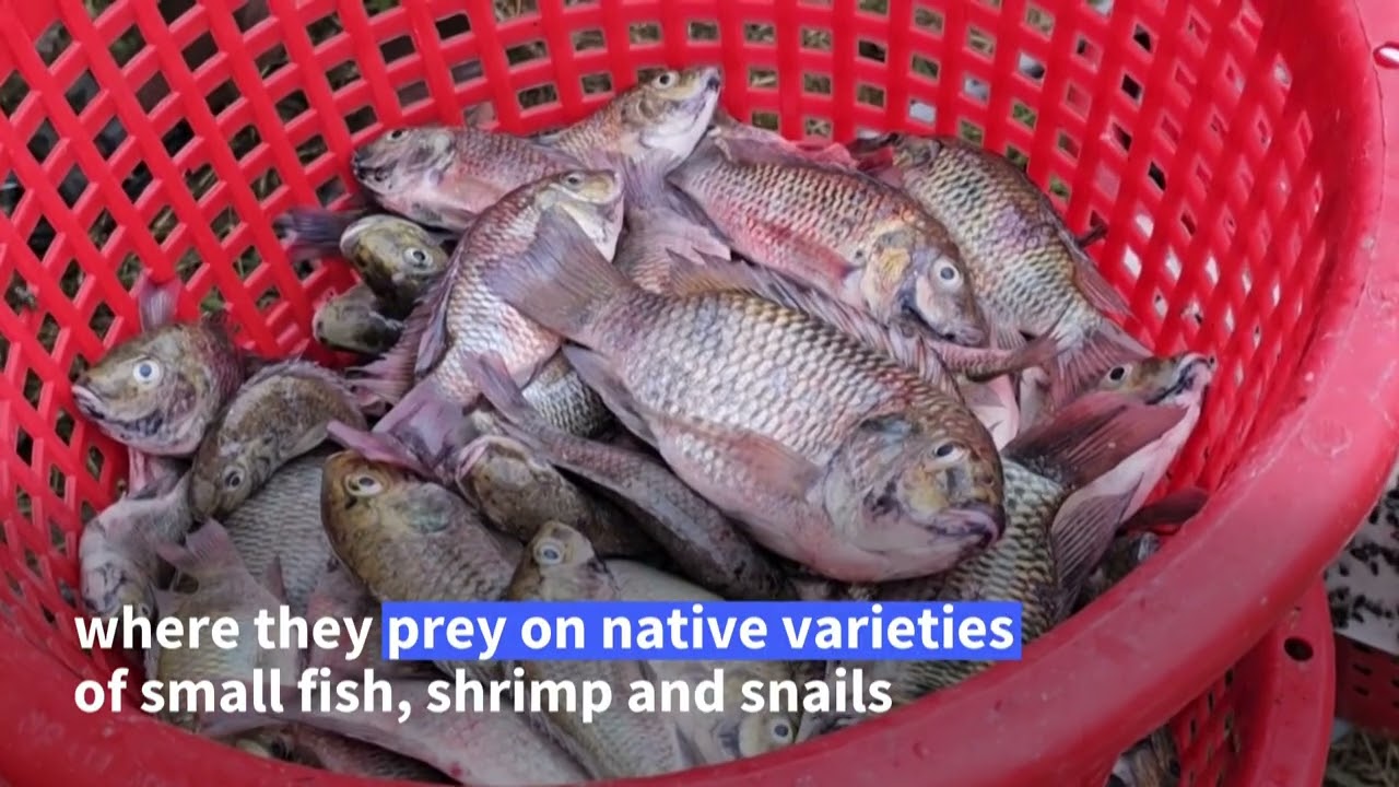 Thai Authorities Enlist Locals and Ducks to Battle Invasive Fish