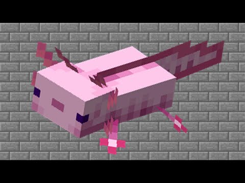 【Minecraft】 我的世界美西螈冷知识，你一定不知道的关于六角恐龙的知识！