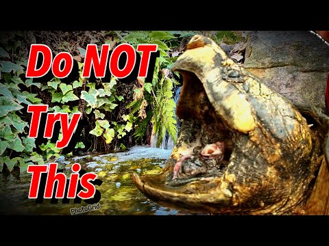 Relocating Alligator Snapping Turtles Back Ponds (Winter move)