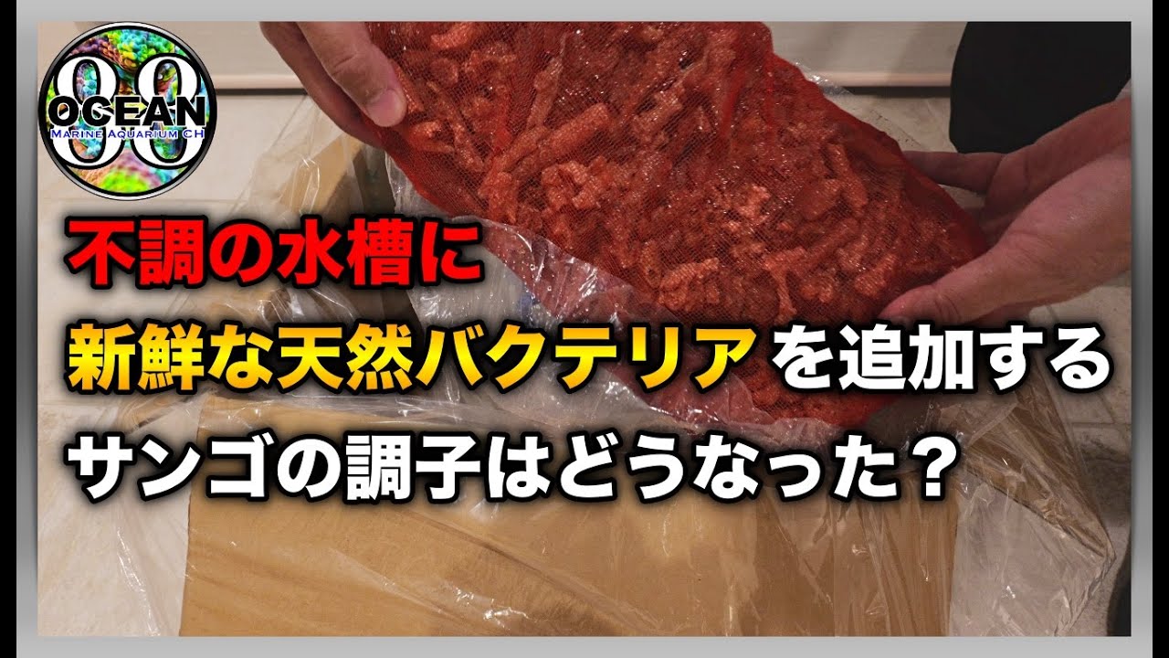 【海水魚水槽・サンゴ水槽】不調の水槽に新鮮な天然バクテリアを追加する。サンゴの調子はどうなった？