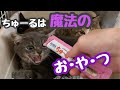 シャーと言いながらも‥ちゅーるの魔法にかかる子猫　【子猫ラッシュ2020秋#2】Kitten captivated by Churu