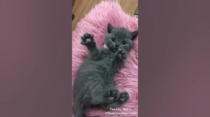 Video 716061: cute british shorthair kitten, pure british shorthair, british shorthair female