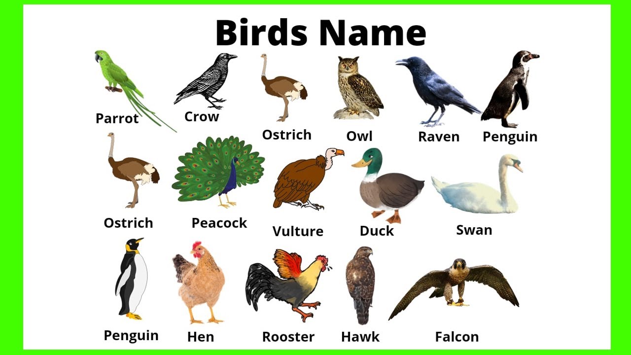Перевести птиц на английский. Птица по английскому. Все птицы на английском. Птицы на английском с переводом. Птицы на английском языке для детей.